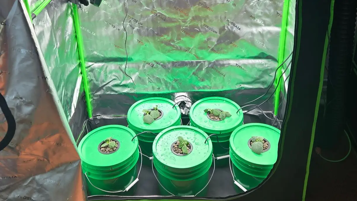 Inside a grow tent lined with reflective silver material, five green buckets are arranged in a circular pattern. Each bucket has a green lid with a small plant seedling emerging from a net pot filled with clay pebbles. Black airline tubes run between the buckets, indicating a hydroponic system.