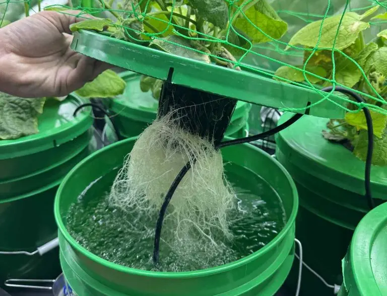 A hand lifts the lid of a green bucket, revealing the healthy, white, and extensive root system of a plant. The roots are suspended in bubbling, aerated water within the bucket, characteristic of a deep water culture (DWC) hydroponics system. Other similar green buckets and green trellis netting are visible in the background.
