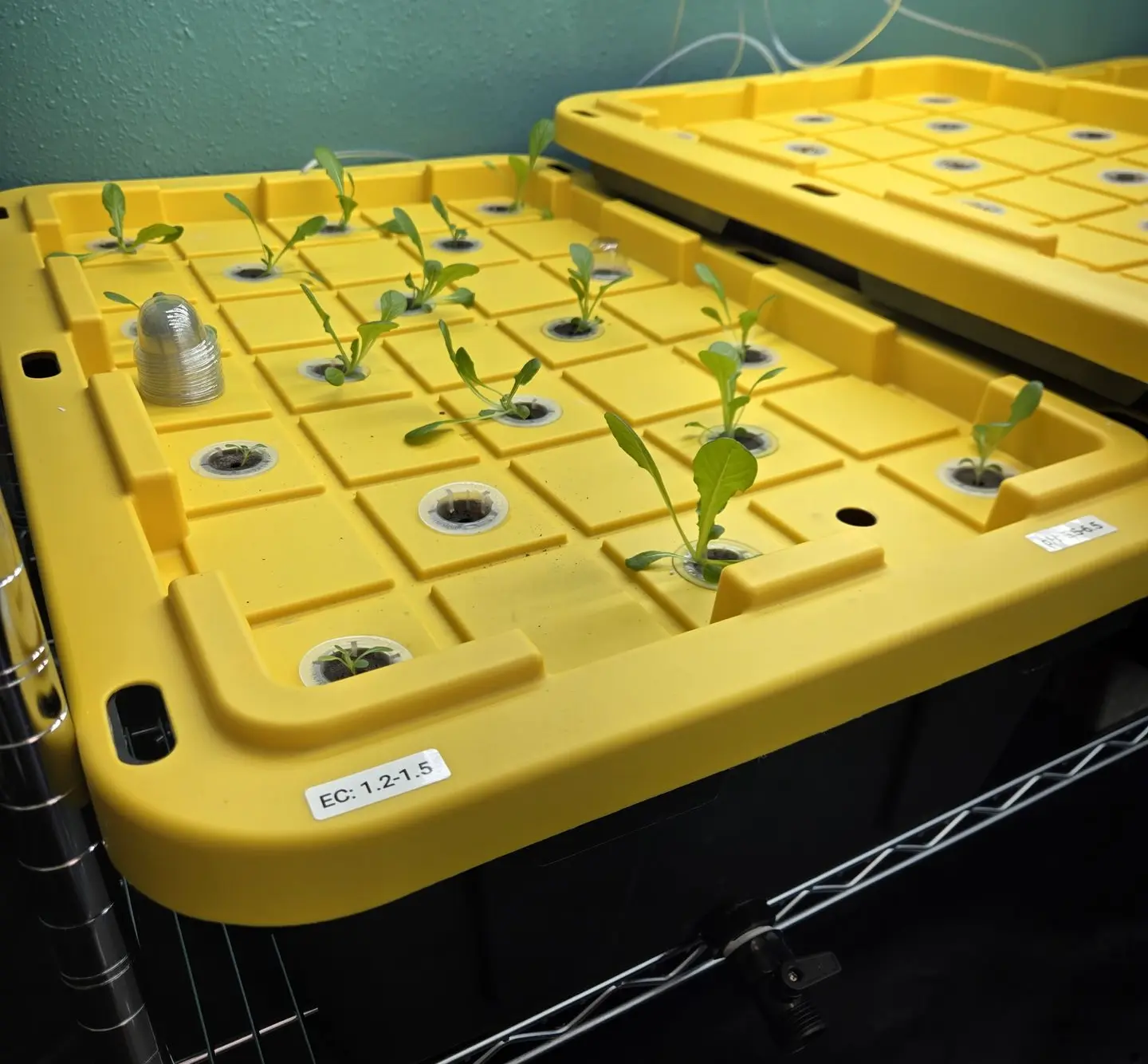 A close-up shot of a hydroponics system shows small, green seedlings sprouting from net pots set into the holes of a bright yellow, grid-patterned lid. The lid sits on a large, black tote, which rests on a metal wire shelf. A white sticker on the lid is labeled "EC: 1.2-1.5".