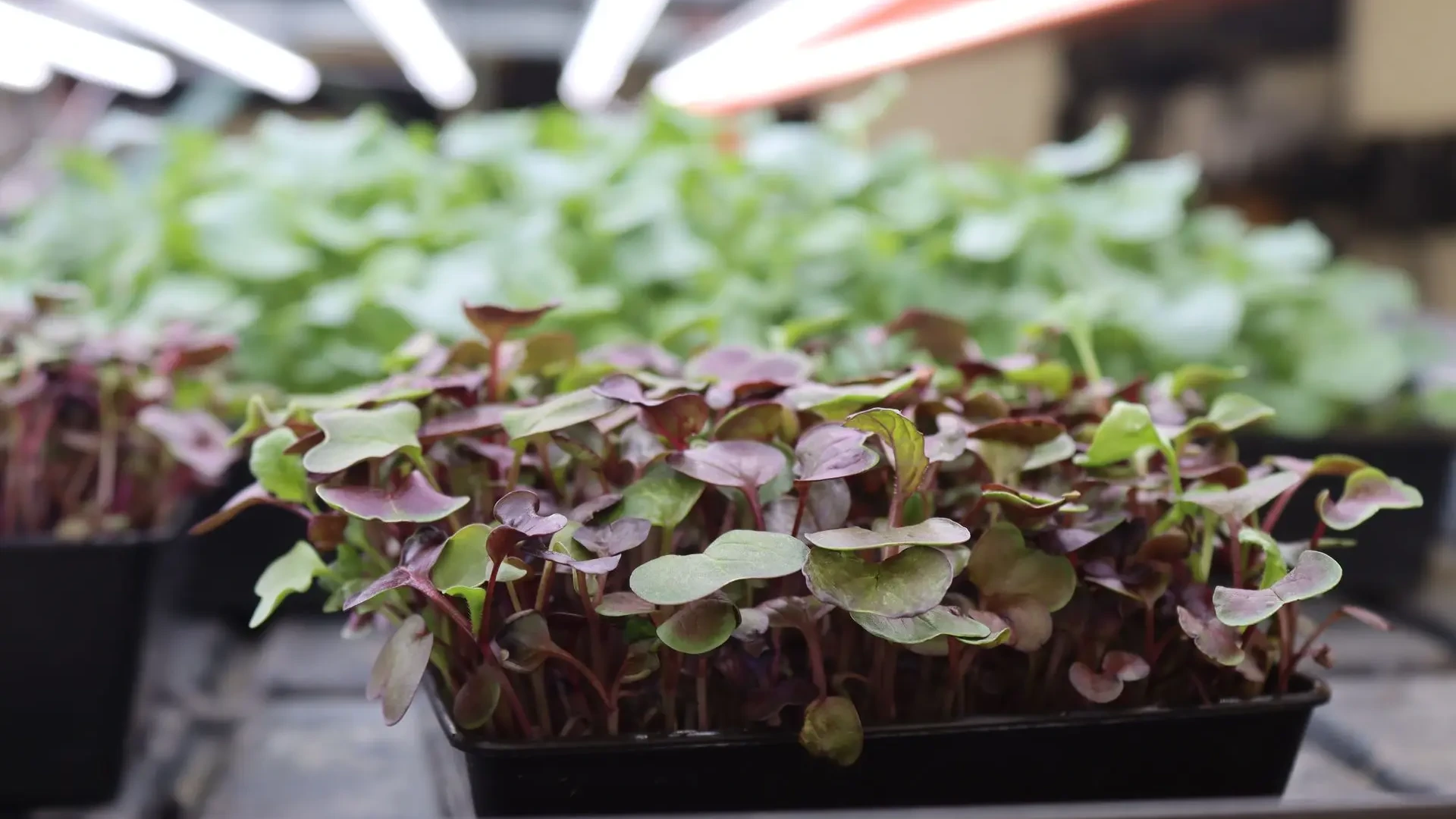 A tray of radish microgreens growing in a commercial ebb & flow hydroponics system