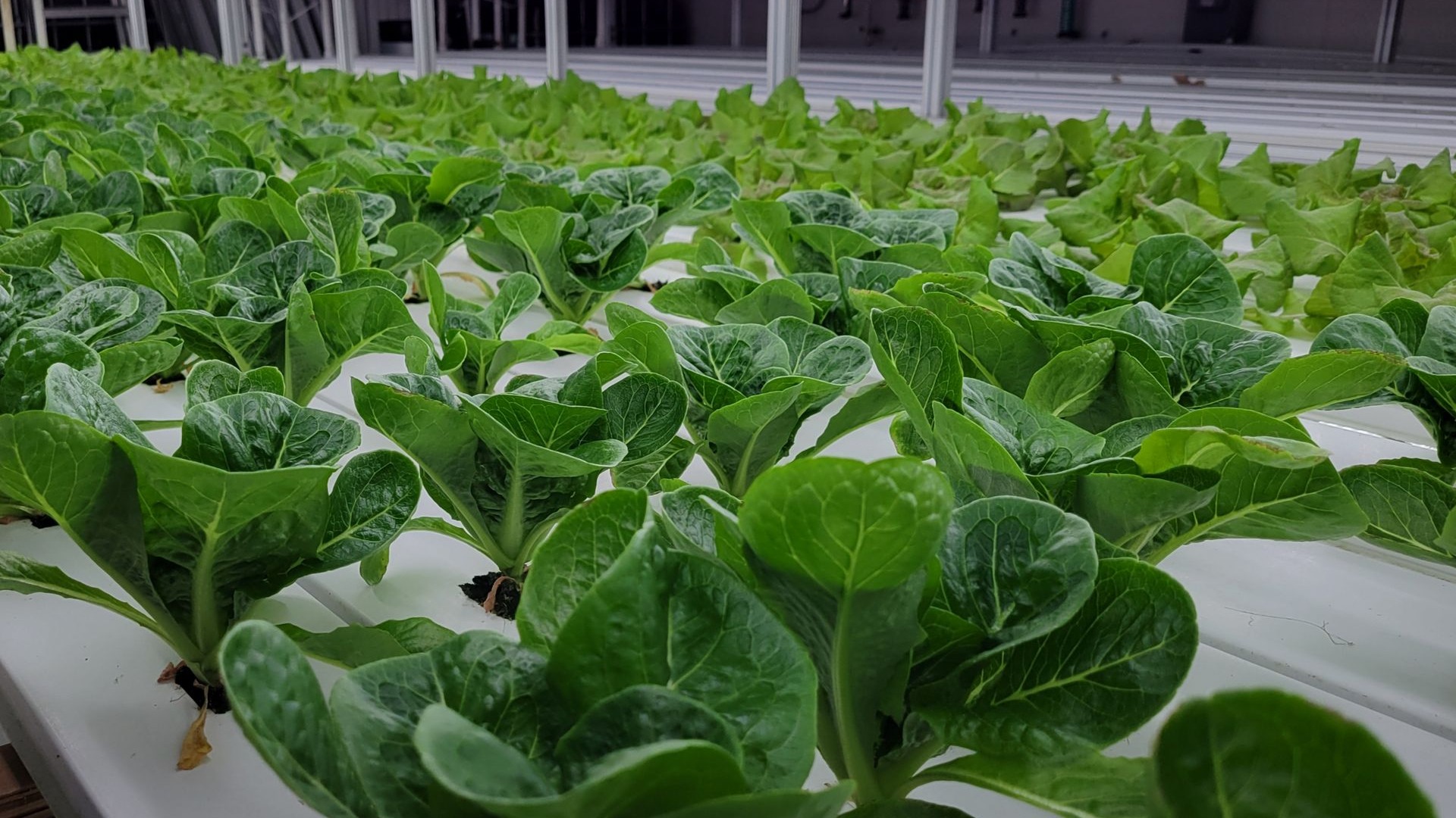 Hydroponically grown romaine lettuce growing in a nutrient film technique system.