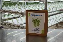 MICROGREENS HARVEST BOX - 5X5 MINI TRAYS