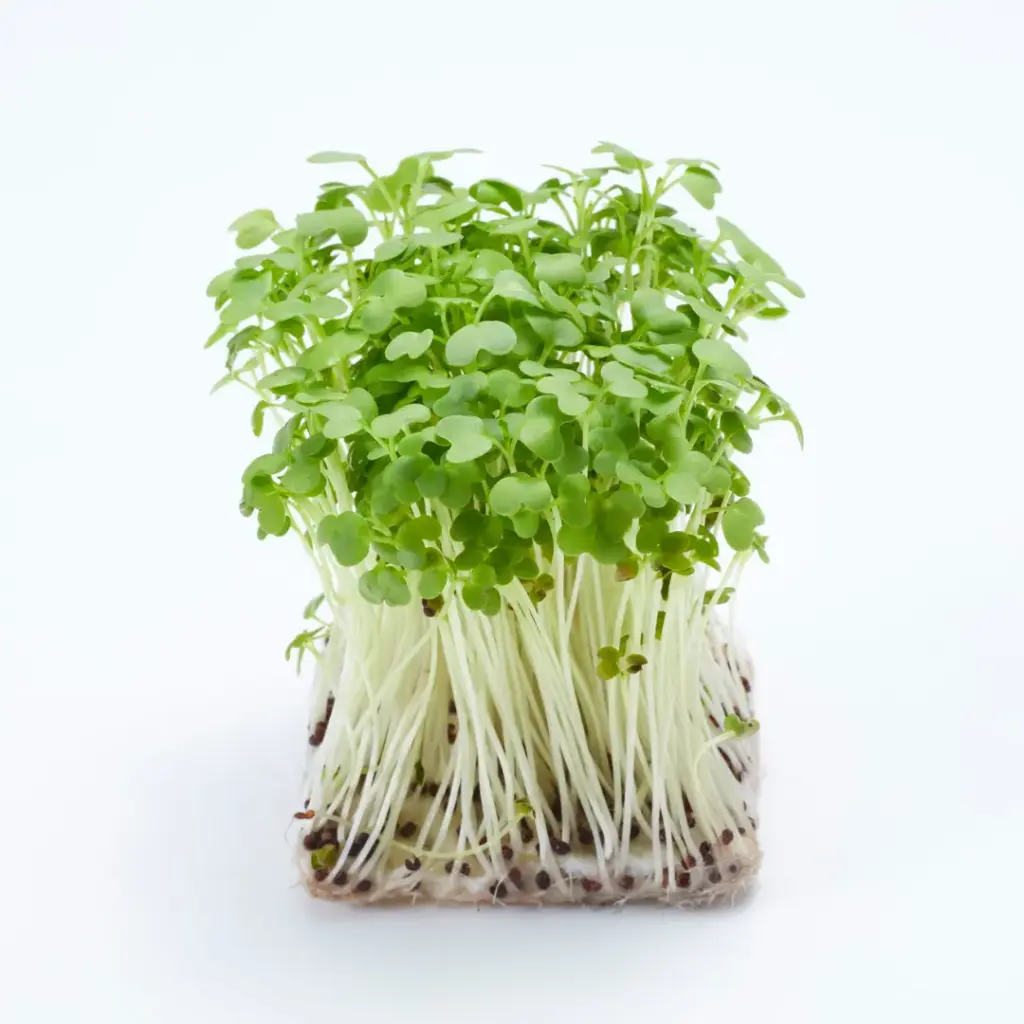 Microgreen Seeds