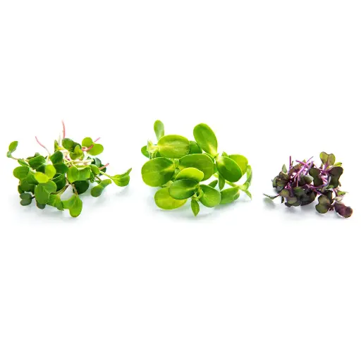 Microgreen Seeds